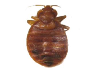 bed bug macro